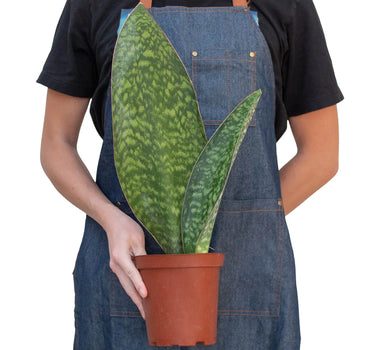 Shark Fin Snake Plant