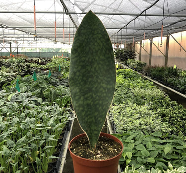 Shark Fin Snake Plant
