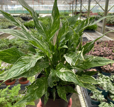 Variegated Spathiphyllum 'Domino'
