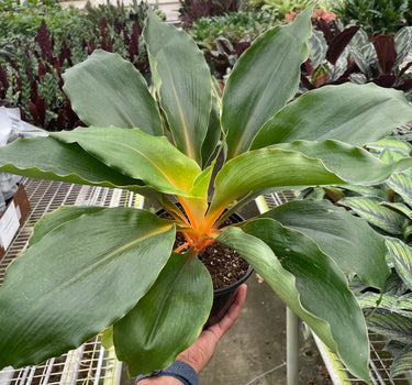 Spider Plant 'Fire Flash'