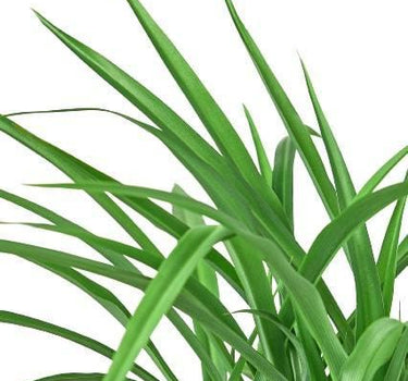 Spider Plant 'Green'