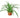 Spider Plant 'Green'