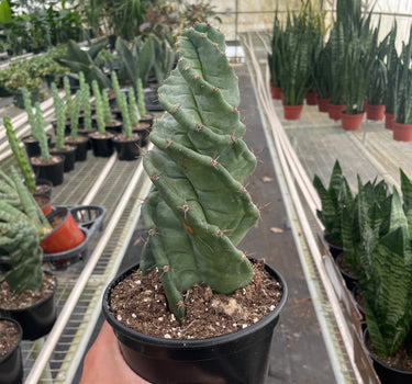 Cereus forbesii 'Spiralis'