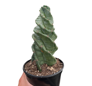 Cereus forbesii 'Spiralis'