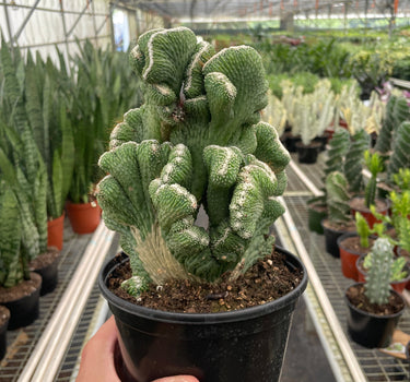 Succulent Cereus Coral Green