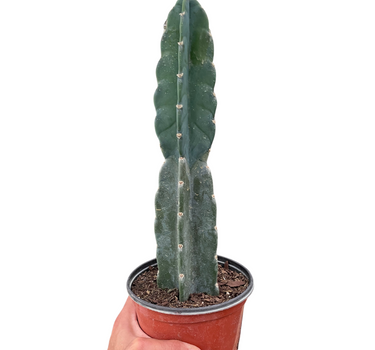Succulent Cereus Cuddly Cactus