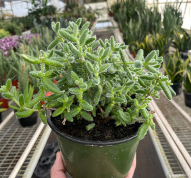 Delosperma echinatum 'Pickle Plant'