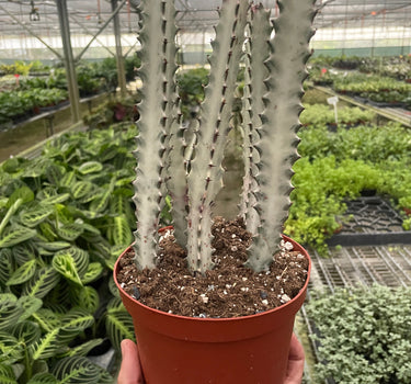 Succulent Euphorbia 'Dragon Bone'