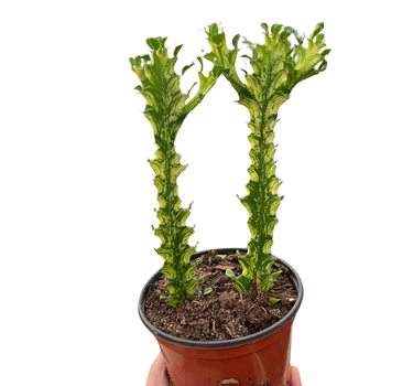 Euphorbia 'Mint Cream'