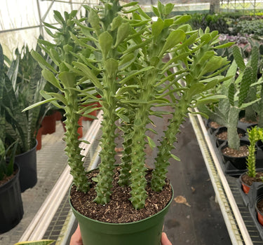 Euphorbia 'Sausage Spurge'