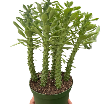 Euphorbia 'Sausage Spurge'