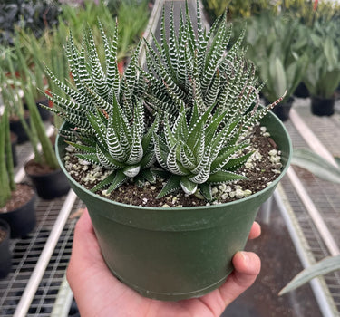 Zebra Succulent