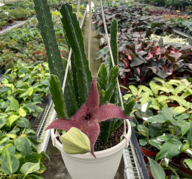 Red Dragon Flower (Huernia schneideriana)