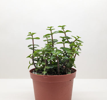 Succulent 'Elephant Bush'