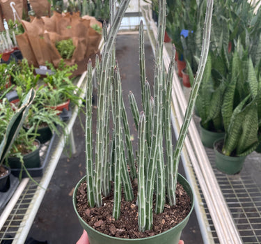 Senecio Stapeliiformis Pickle Plant