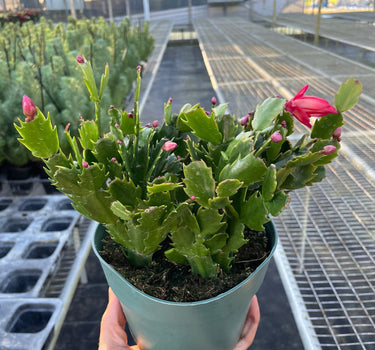 Zygocactus 'Christmas Cactus'