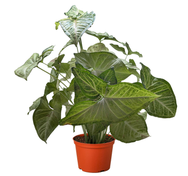 Syngonium 'Confetti'