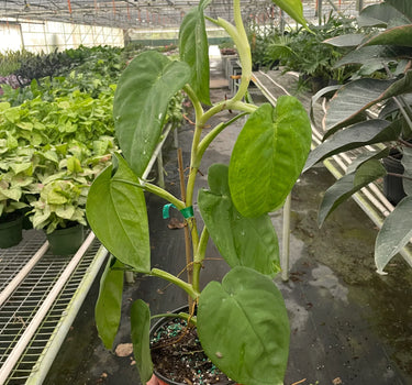 Syngonium 'Ice Frost'