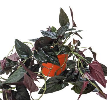 Syngonium 'Red Arrow'