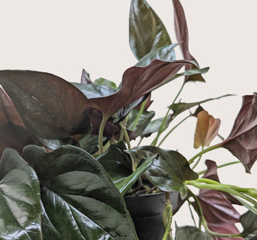 Syngonium 'Red Arrow'