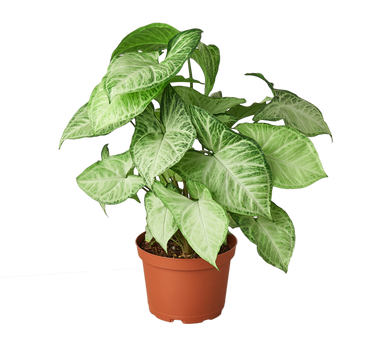 Syngonium White Butterfly - 6" Pot - NURSERY POT ONLY