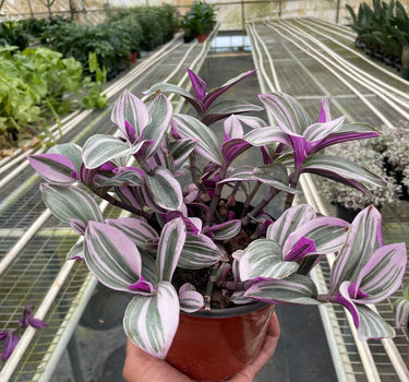 Tradescantia 'Nanouk'