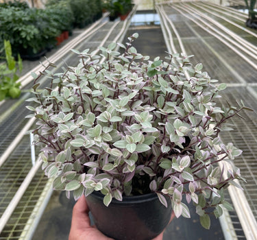 Tradescantia Callisia 'Pink Panther'