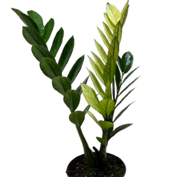 Zamioculcas 'Chameleon'