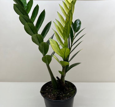 Zamioculcas 'Chameleon'