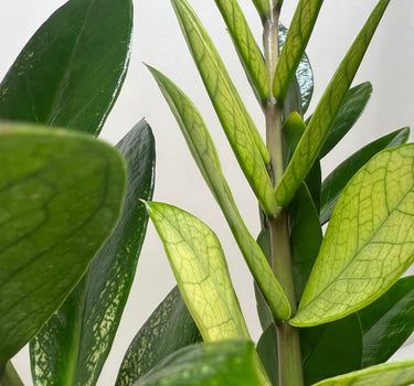 Zamioculcas 'Chameleon'