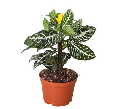 Zebra 'Aphelandra'