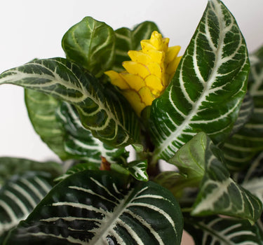 Zebra 'Aphelandra'