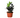 ZZ Zamioculcas 'Black Queen'