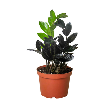 ZZ Zamioculcas 'Black Queen'