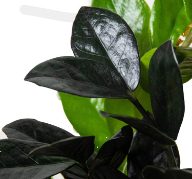 ZZ Zamioculcas 'Black Queen'