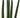 Snake Plant Cylindrica - 6" Pot - NURSERY POT ONLY