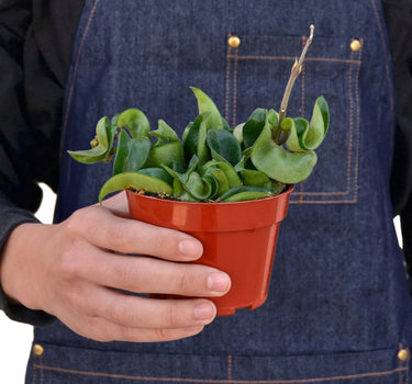 Hoya Rope Plant