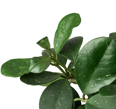 Hoya Obovata
