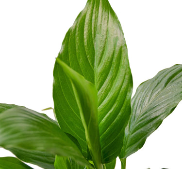 Spathiphyllum 'Peace Lily'