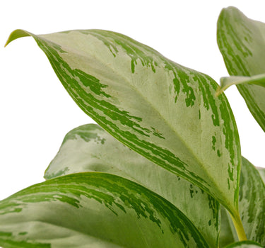 Chinese Evergreen 'Silver Bay'