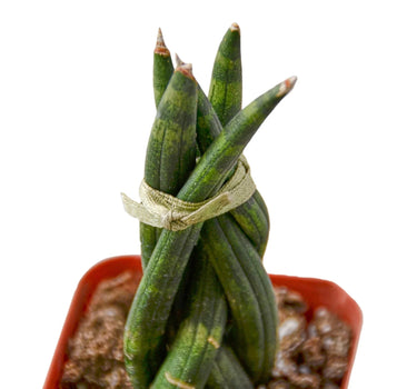 Snake Plant Braided