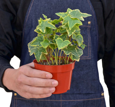 English Ivy Gold Child