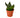 Snake Plant Jade