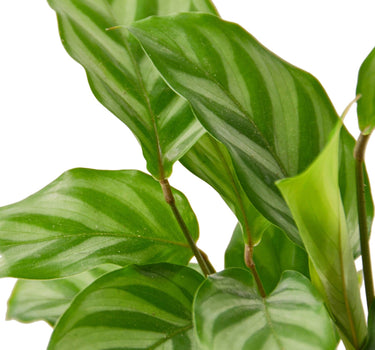 Calathea Concinna 'Freddie'