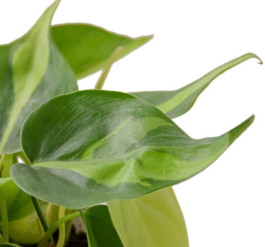 Philodendron 'Brasil'