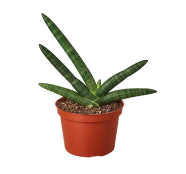 Snake Plant Starfish