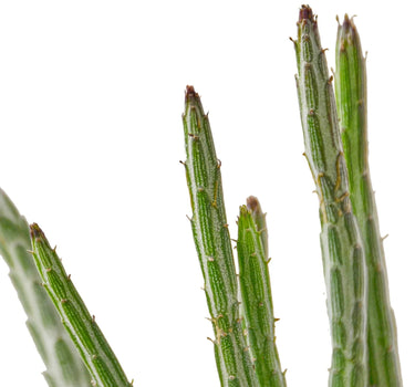 Senecio Stapeliiformis Pickle Plant