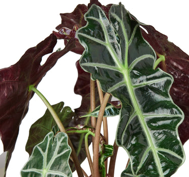 Alocasia Polly 'African Mask'