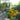 Goldsturm Black-Eyed Susan
