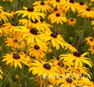 Goldsturm Black-Eyed Susan
